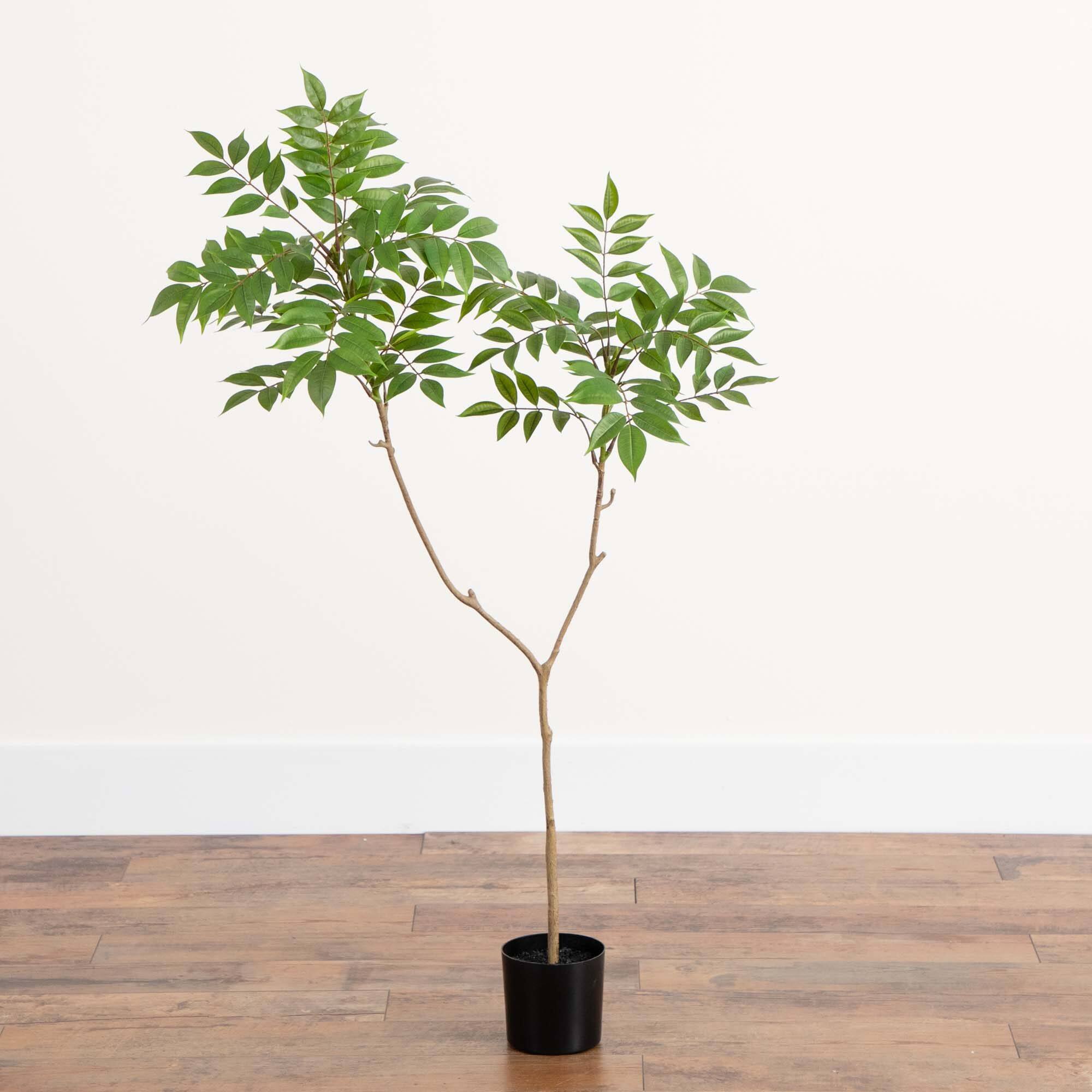 3.5ft. Potted Sumac Tree